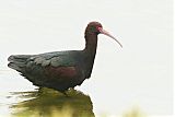 Puna Ibis